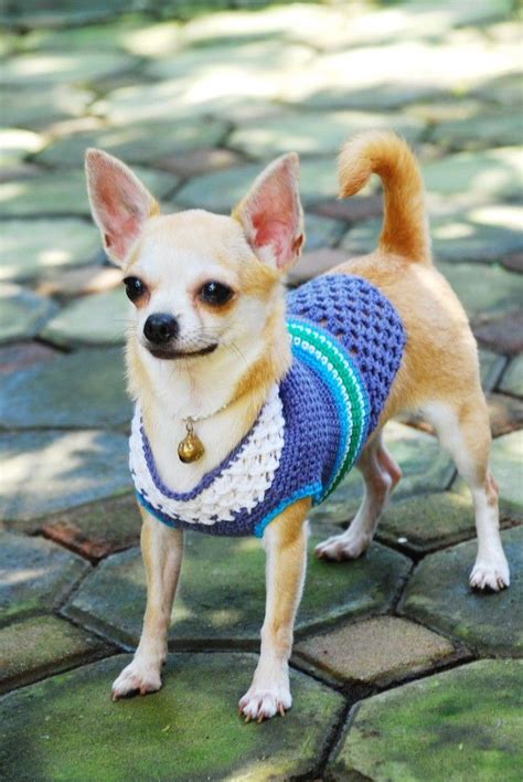 20 Best Images About Cute Chihuahua Clothes On Pinterest Chihuahuas