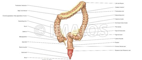 Large intestine: Colon, Taeniae coli, Sigmoid colon,Transverse mesocolon, Sigmoid mesocolon ...