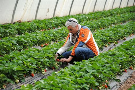 Nos Producteurs De Fraises Voie Verte