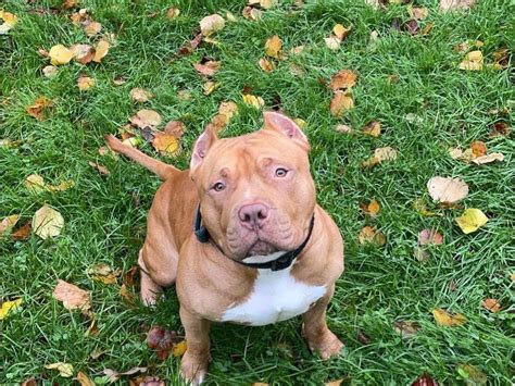 Recherche Femelle American Bully Pour Saillie Petite Annonce Chien