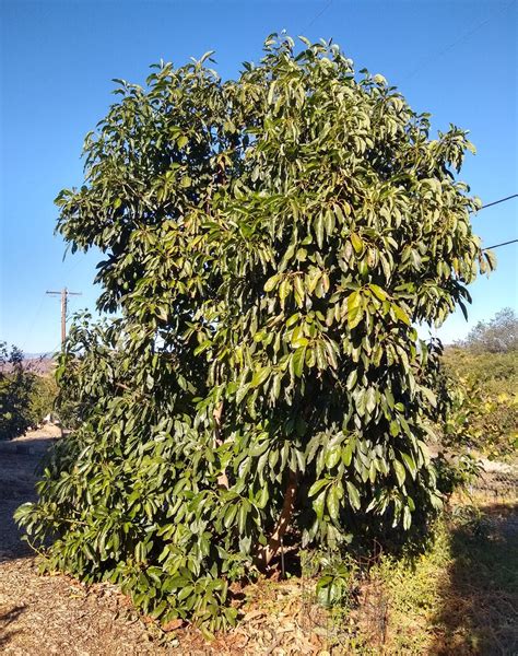 Hass Avocado Tree