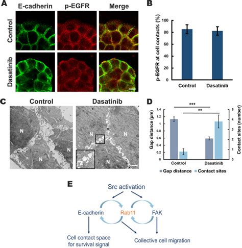 Dasatinib Suppresses Collective Cell Migration Through The Coordination