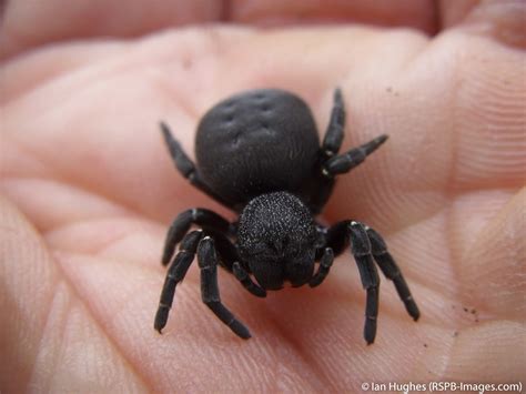 Ladybird Spider Eresus sandaliatus, female being held, Dorset, July ...