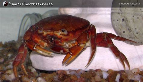 Caranguejo De Gua Doce Caranguejo Vermelho Piscicultura Carlos Bettas