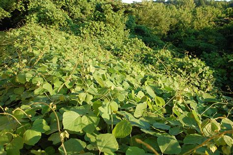 Kudzu wurzel neue möglichkeiten zu einer pharmokotherapie von