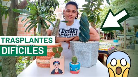 TRASPLANTE DE CACTUS APRENDE A COMO SEMBRARLOS FÁCIL Y CON CUIDADO