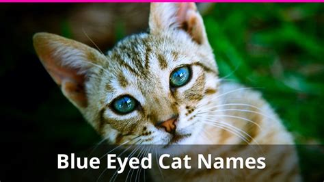 250+ of the Best Blue Eyed Cat Names For Male And Female Kitties