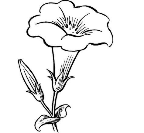 Wildflower Drawing at GetDrawings | Free download