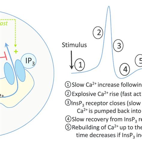 Basic Mechanism Of Cytosolic Ca 2 Oscillations In Non Excitable Cells