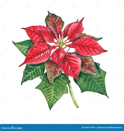 Poinsettia A Christmas Flower On A White Background Watercolor