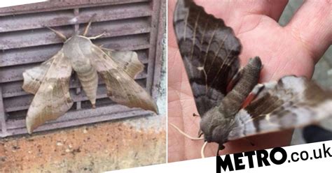 Giant Sex Crazed Moths Are Awake And Theyre Looking For Love Metro News