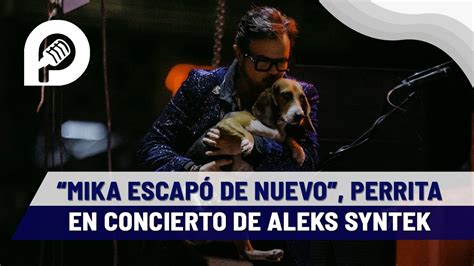 Perrita Se Extrav A En Concierto De Alex Syntek L Detuvo El Concierto