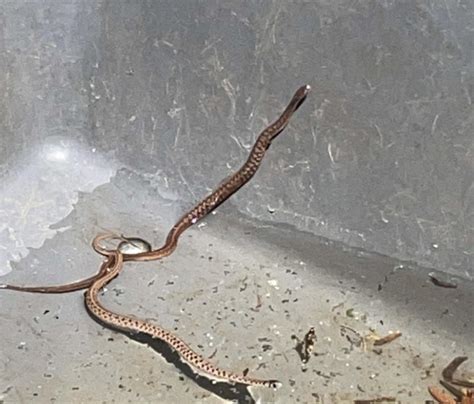 What kind of snakes are these? Found in the pool. : r/snakes