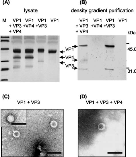 Analysis Of Apv Vlp Formation By Density Gradient Cen Trifugation