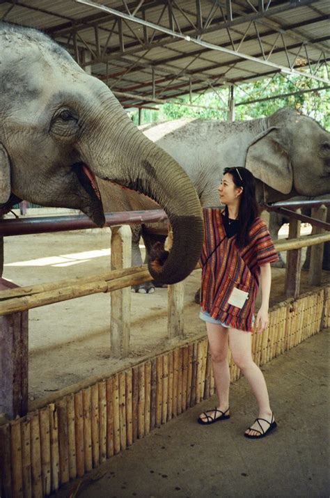 【泰國】清邁大象體驗營｜elephant Jungle Sanctuary半日遊含免費照片，洗澡泥巴浴餵食，klook行程分享