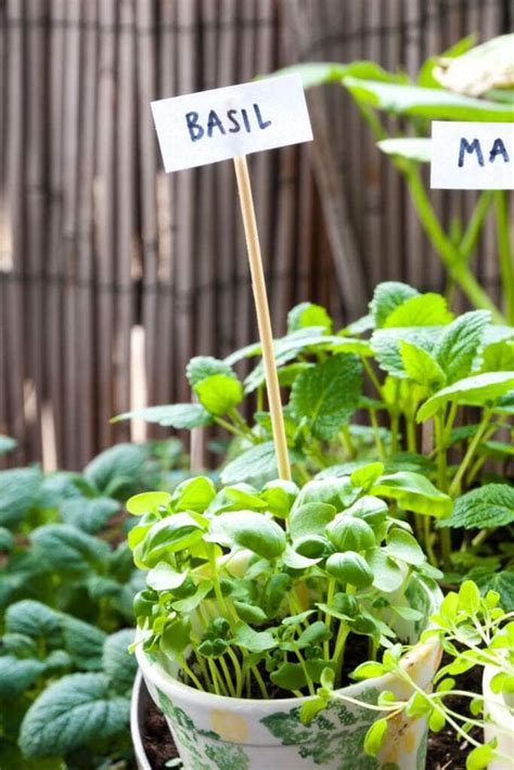 10 Best Herbs For Your Kitchen Garden Life Of Stacy