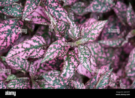 Hypoestes Phyllostachya Immagini E Fotografie Stock Ad Alta Risoluzione