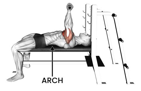 Bench Press Arch The Purpose Explained Inspire Us