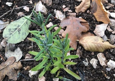 Come Verificare Se Un Terreno Drenante Lavanda E Natura