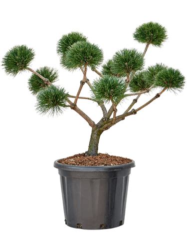 Pinus nigra Brepo Bonsai 110cm Sklep z roślinami CocaFlora