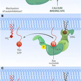 Model Of Synergy Between Rasgrp And Sos In Tcr Signaling Tcr