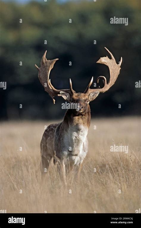 Fallow Deer Cervus Dama In The Rutting Season Fallow Deer Stag In