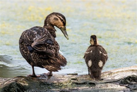 How the Boreal Forest Can Help Protect Birds from Climate Change | Audubon