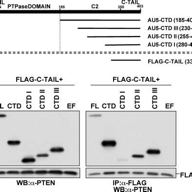 Mapping Of The Minimal Binding Domain In CTD Responsible For C Tail