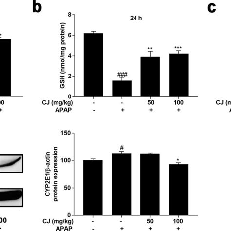 Pretreatment With Cj Attenuated Apap Induced Oxidative Stress Mice