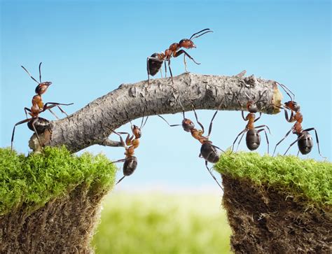 7 Interesting Facts About Ants Drive Bye Pest Exterminators