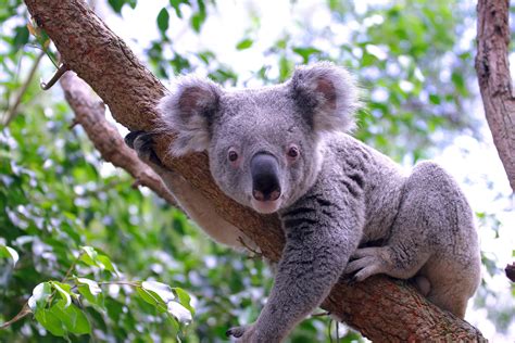 Koala Facts For Kids Australian Animals Marsupials