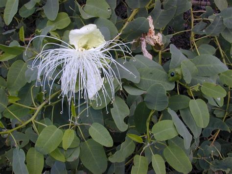 Capparis Spinosa Cordifolia Images Useful Tropical Plants