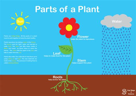 Parts Of A Plant Free Early Years And Primary Teaching Resources Eyfs