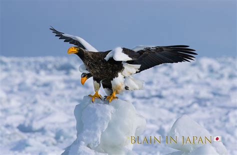 Hokkaido Birding Photo Tours The Stellers Sea Eagle A Natural