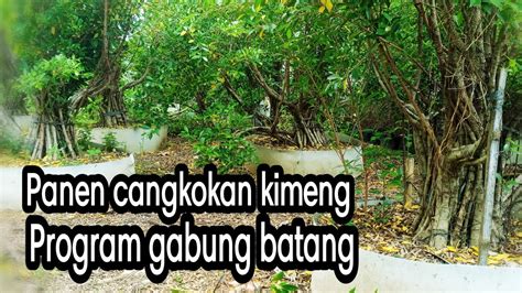 PANEN CANGKOKAN DI KEBUN BERINGIN KIMENG PROGRAM GABUNG BATANG USIA 1