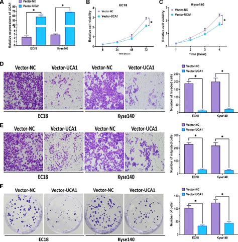 Effect Of Overexpression Of Uca On Esophageal Cancer Cells A