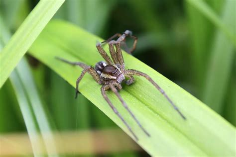 Raft Spider Size Bite Facts Spider Pedia