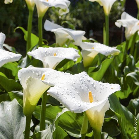 Arum blanc aux superbes fleurs en forme de calice allongé portées sur