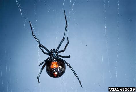 Black Widow Spider Latrodectus Mactans