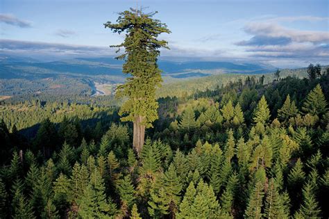 Biggest Tallest Tree Photo Ever The Picture Show Npr