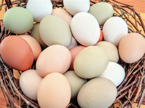 Chicken Eggs Vs Duck Eggs A Healthy Comparison — Heartway Farms