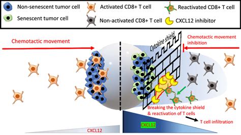 Interaction Of The Tumor Cells Senescent Or Non Senescent Tumor