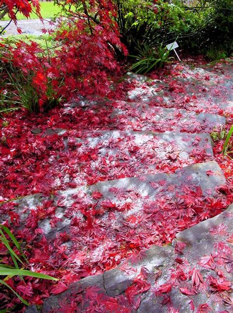 Blue Mountains Botanic Garden Autumn Colours – Ausemade