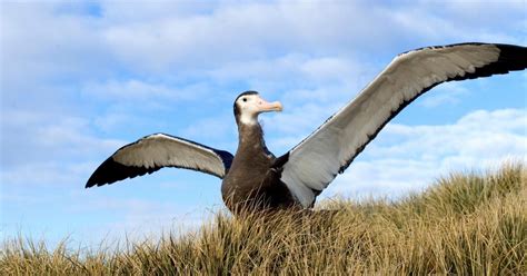 L'albatros, une espèce menacée | WWF France