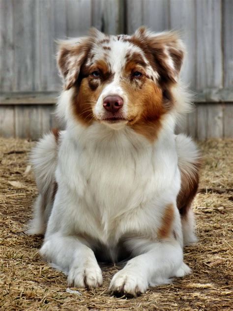 Filelynn Red Merle Aussie 12 Months