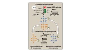 Regulation of Glycolysis | Glycolysis and Regulation Mechanism | PPT