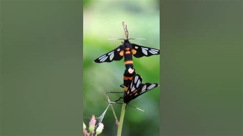 Moth Butterflies Mating Shorts Short Moth Butterfly Butterflies