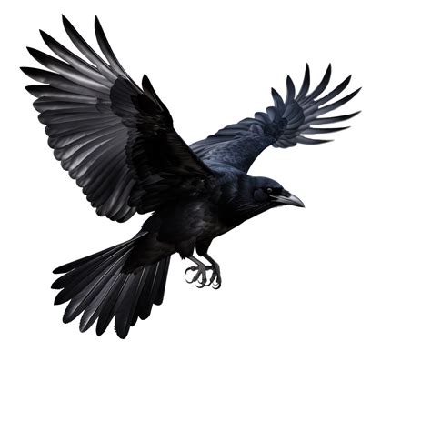 Flying Black Crow Isolated 26576090 Png