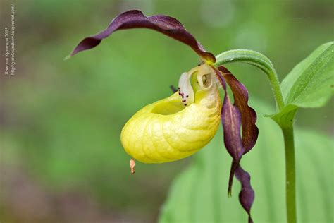 Венерин башмачок (Cypripedium calceolus) , зозулині черевички ...