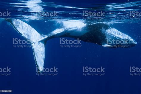 Baby Humpback Whale Stock Photo - Download Image Now - Animal, Animal ...